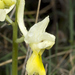 Sparse-flowered Orchid - Photo (c) Roberto Sindaco, some rights reserved (CC BY-NC-SA), uploaded by Roberto Sindaco