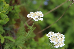 Achillea multifida