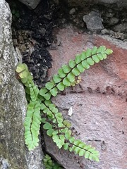 Asplenium trichomanes