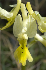 Orchis pauciflora