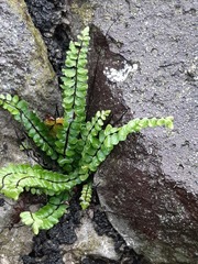 Asplenium trichomanes