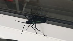 Batozonellus fuliginosus