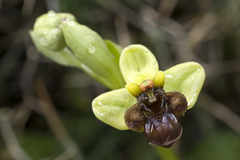 Ophrys bombyliflora