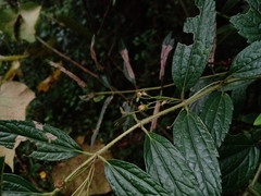 Calea urticifolia