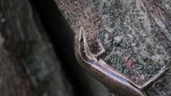 Trachylepis sechellensis