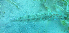 Amblygobius albimaculatus