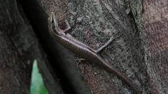 Trachylepis sechellensis