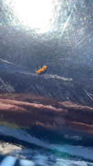 Pseudomyrmex pallidus