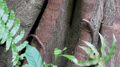 Trachylepis sechellensis