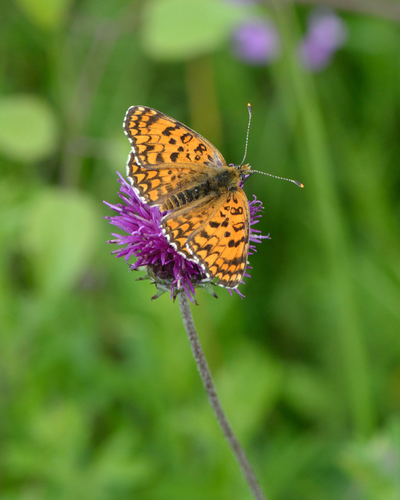 Freyer’s Fritillary