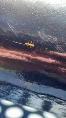 Pseudomyrmex pallidus