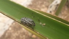 Rhabdotis semipunctata