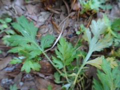 Artemisia princeps