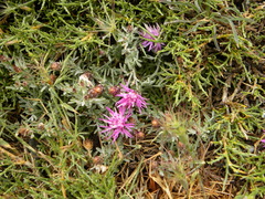 Centaurea hanryi