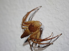 Oxyopes flavipalpis