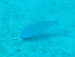 Parupeneus heptacantha