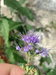 Caryopteris × clandonensis
