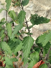 Caryopteris × clandonensis
