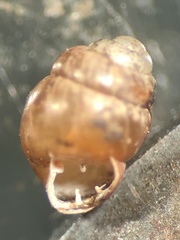 Vertigo moulinsiana