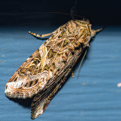 Spodoptera ornithogalli