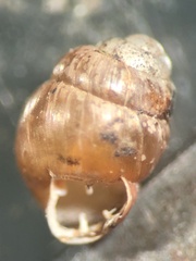 Vertigo moulinsiana