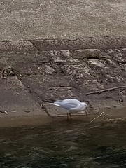 Chroicocephalus ridibundus