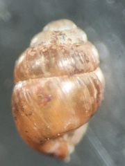 Vertigo moulinsiana