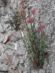 Antirrhinum majus