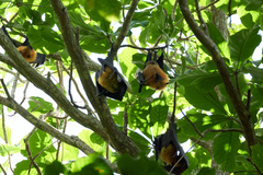 Pteropus seychellensis seychellensis