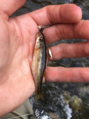 Clinostomus funduloides