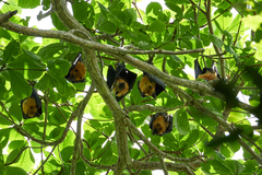 Pteropus seychellensis seychellensis