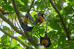 Pteropus seychellensis seychellensis