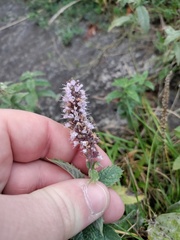 Mentha longifolia