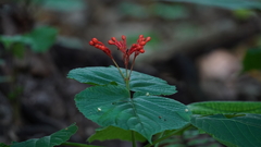 Clerodendrum paniculatum