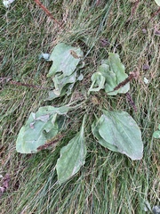 Plantago major