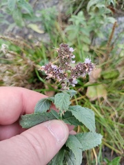 Mentha longifolia