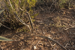 Peniocereus greggii greggii