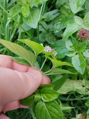 Mentha aquatica