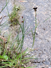 Juncus