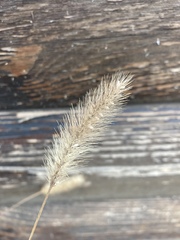 Setaria viridis