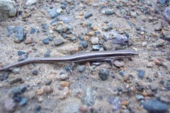 Plestiodon skiltonianus interparietalis