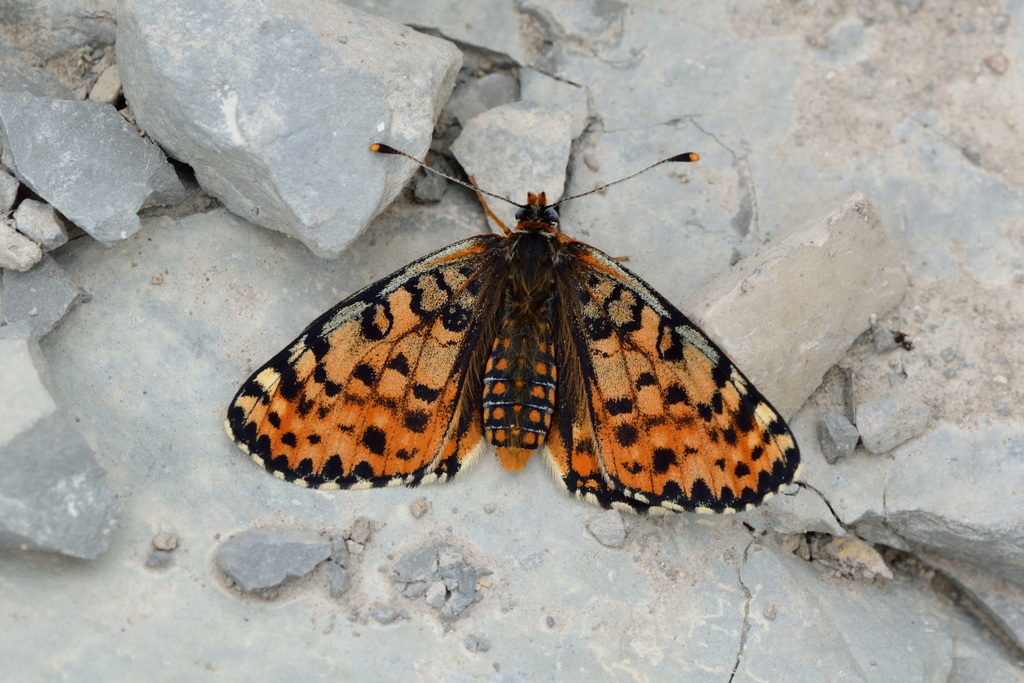 Spotted Fritillary