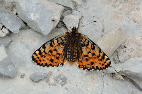 Spotted Fritillary