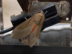 Himerarctia griseipennis