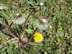 Taraxacum proximum