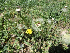 Taraxacum proximum