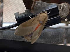 Himerarctia griseipennis