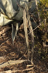 Peniocereus greggii greggii