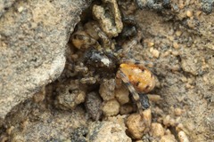 Arctosa perita