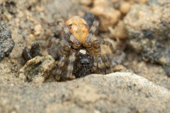 Arctosa perita